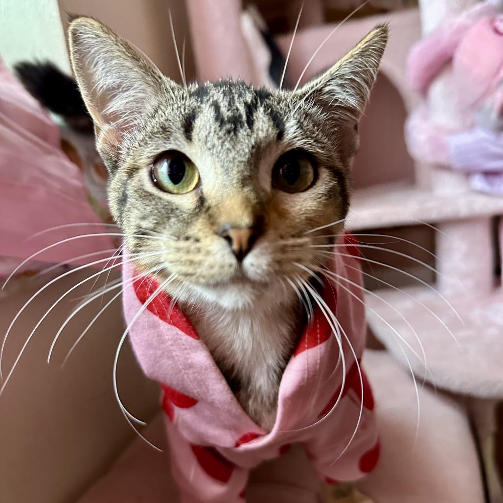 Enlarge Aunt May, a Adoptable Domestic Short Hair in Madison, WI image 1/6
