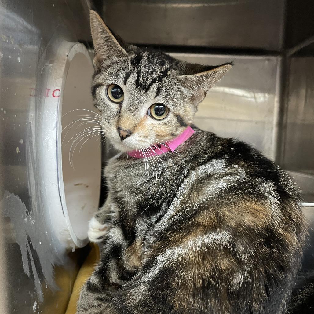 Enlarge Aunt May, a Adoptable Domestic Short Hair in Madison, WI image 2/6