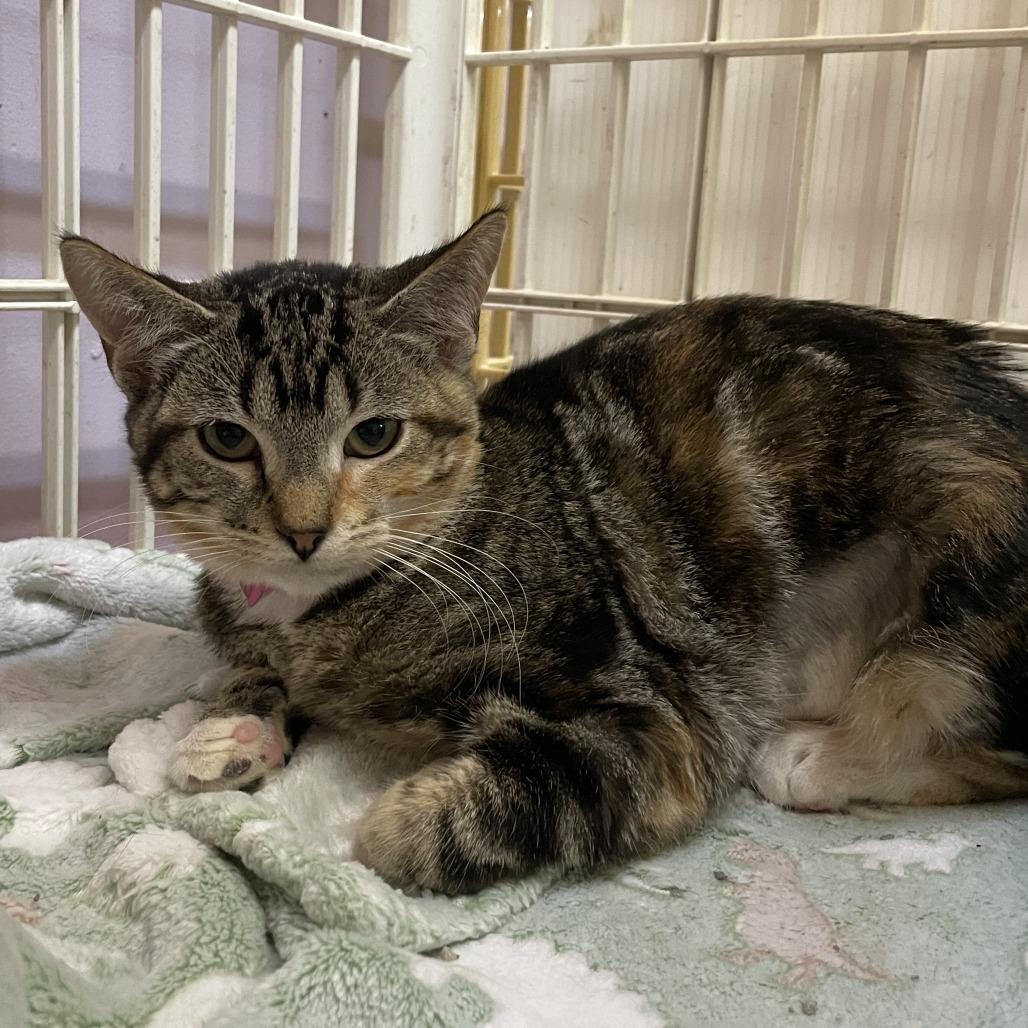 Enlarge Aunt May, a Adoptable Domestic Short Hair in Madison, WI image 3/6