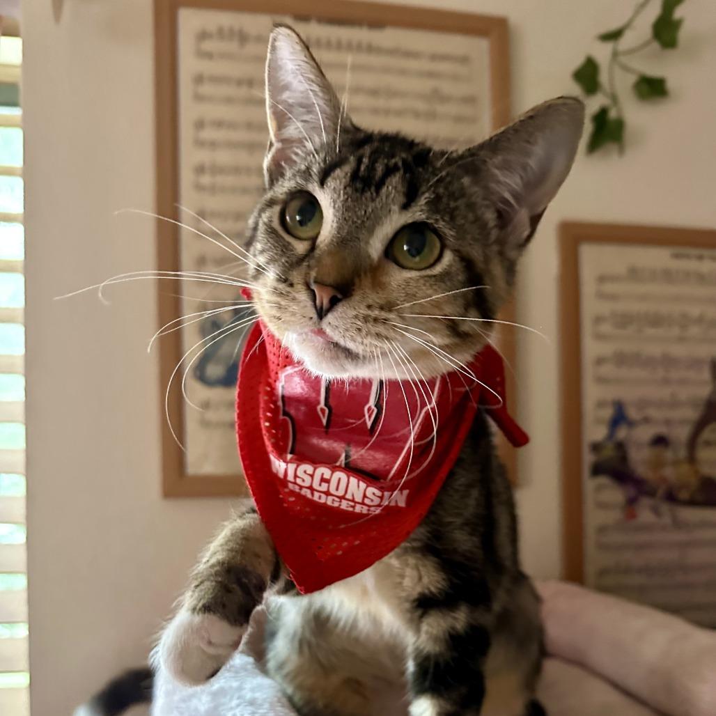 Enlarge Aunt May, a Adoptable Domestic Short Hair in Madison, WI image 4/6