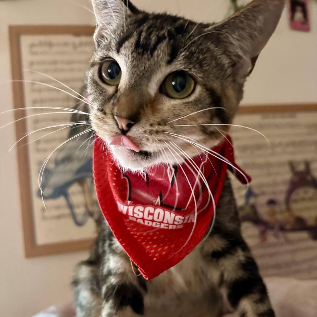 Enlarge Aunt May, a Adoptable Domestic Short Hair in Madison, WI image 5/6