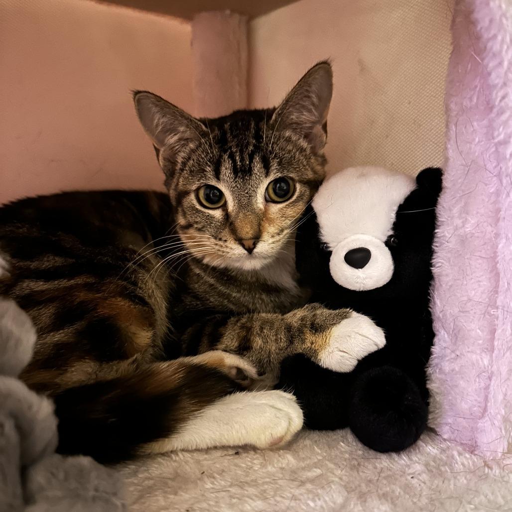 Enlarge Aunt May, a Adoptable Domestic Short Hair in Madison, WI image 6/6