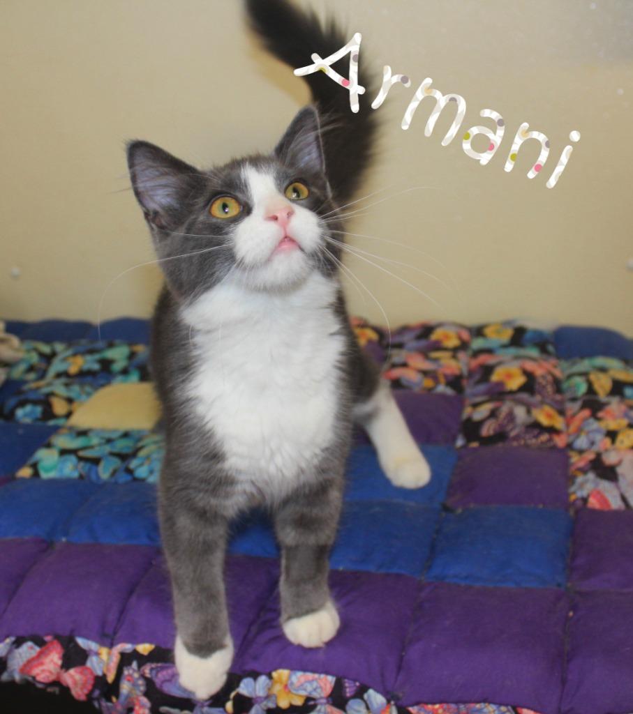 Enlarge Armani, a Adoptable mixed breed in Saint James, MN image 1/4