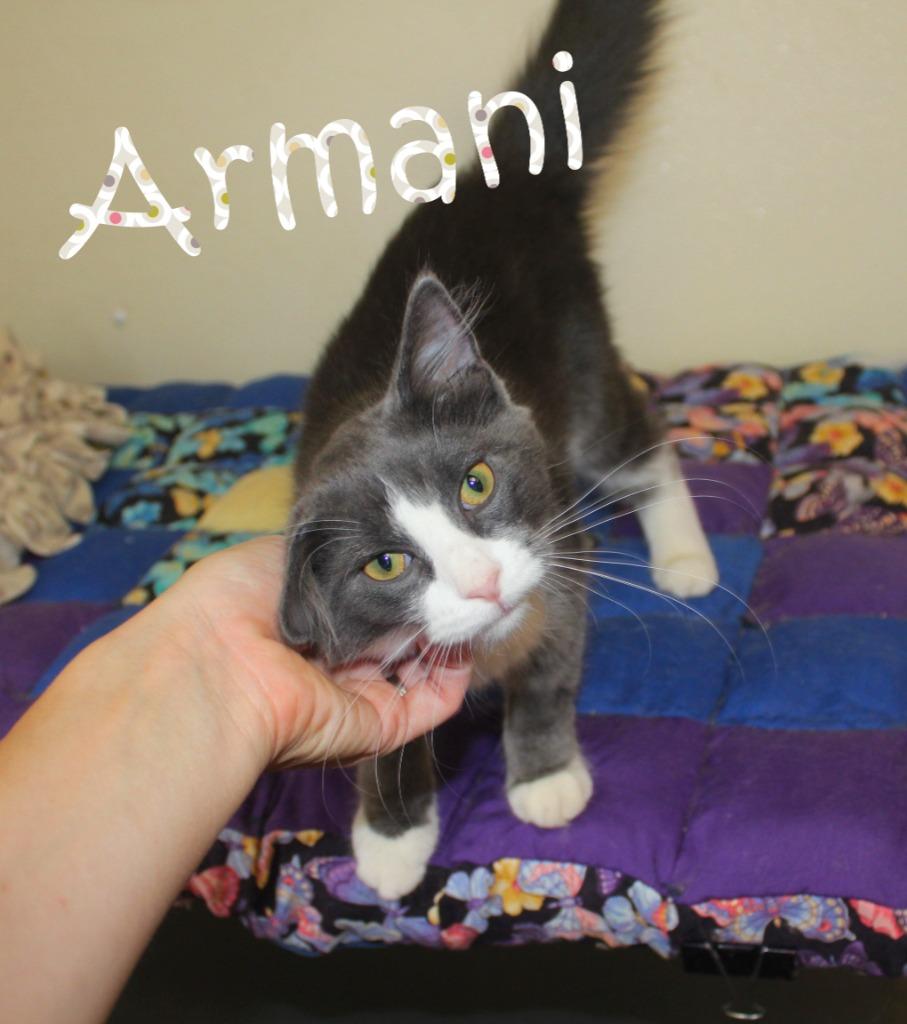 Enlarge Armani, a Adoptable mixed breed in Saint James, MN image 2/4