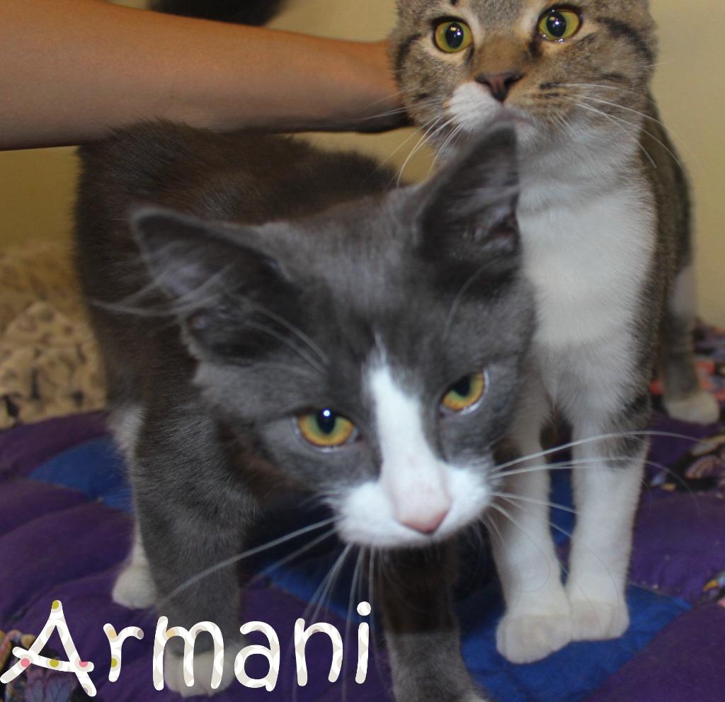 Enlarge Armani, a Adoptable mixed breed in Saint James, MN image 3/4