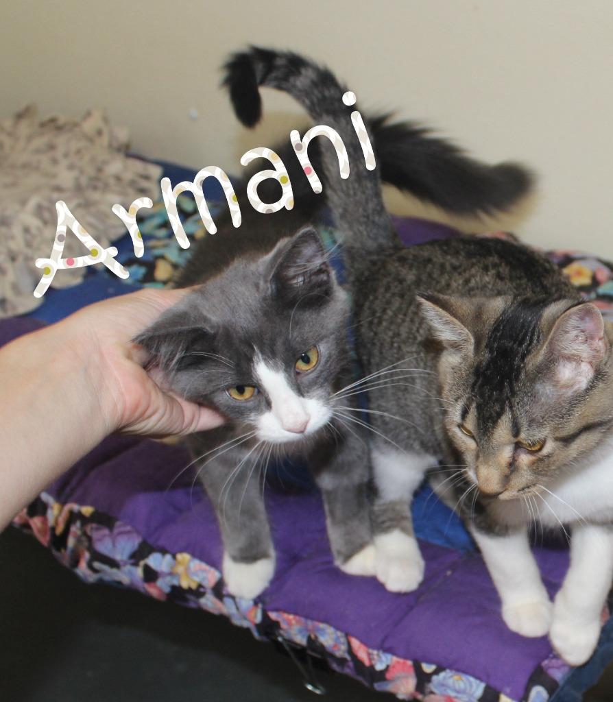 Enlarge Armani, a Adoptable mixed breed in Saint James, MN image 4/4