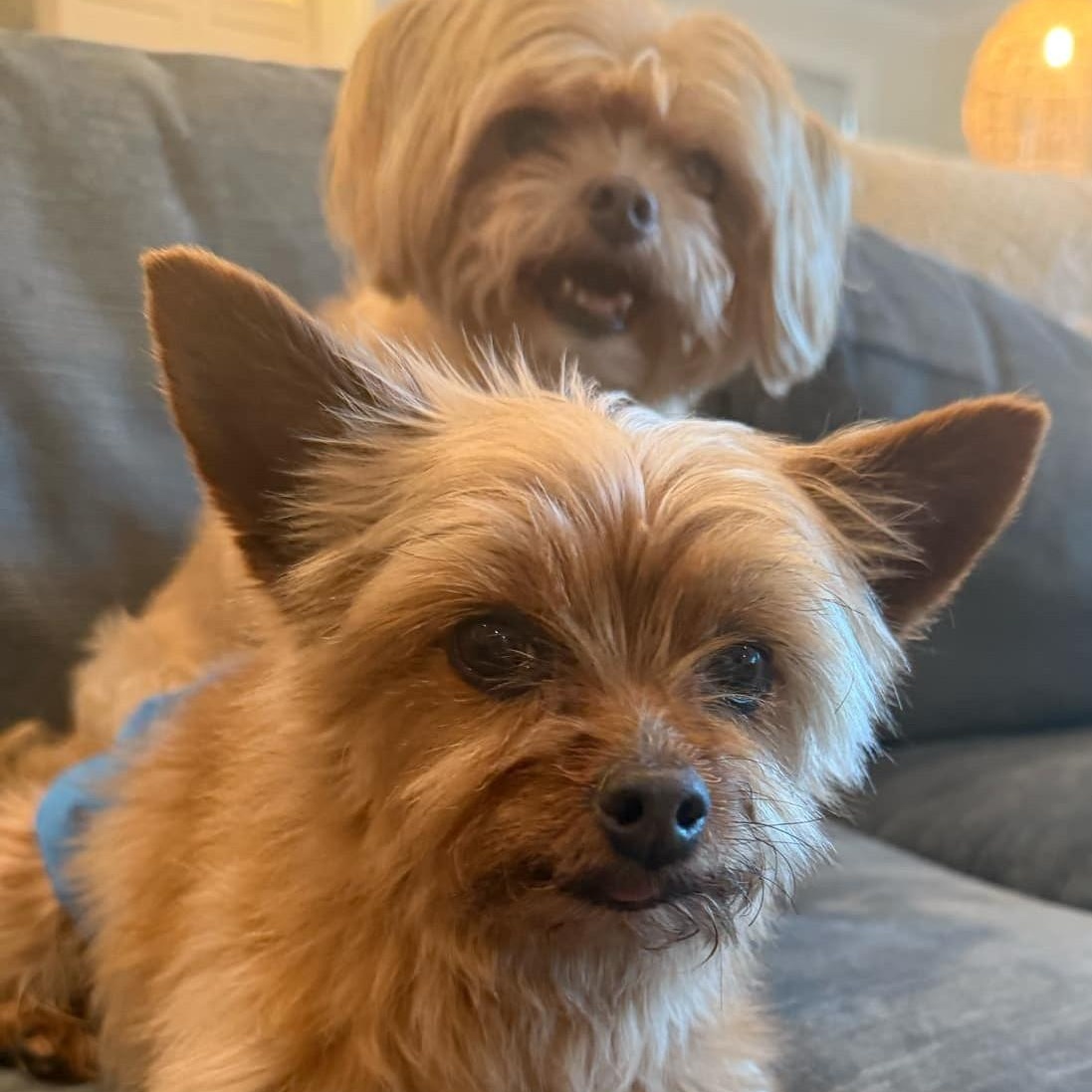 Benji (bonded with Romeo)