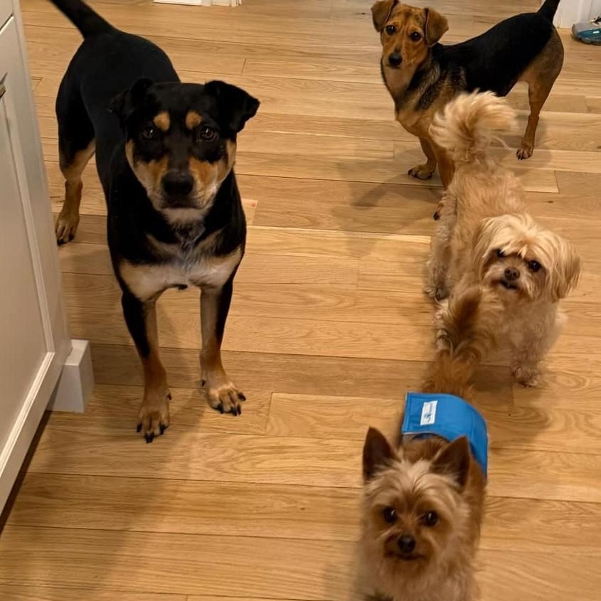 Benji (bonded with Romeo)