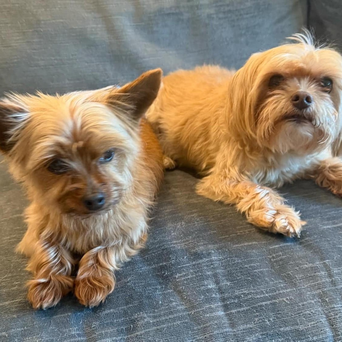 Benji (bonded with Romeo)