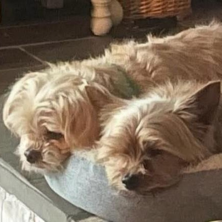 Benji (bonded with Romeo)