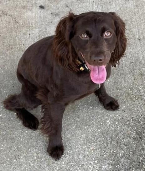Enlarge Annabeth. (loves the water), a ADOPTABLE Boykin Spaniel in Farmington, CT image 4/6