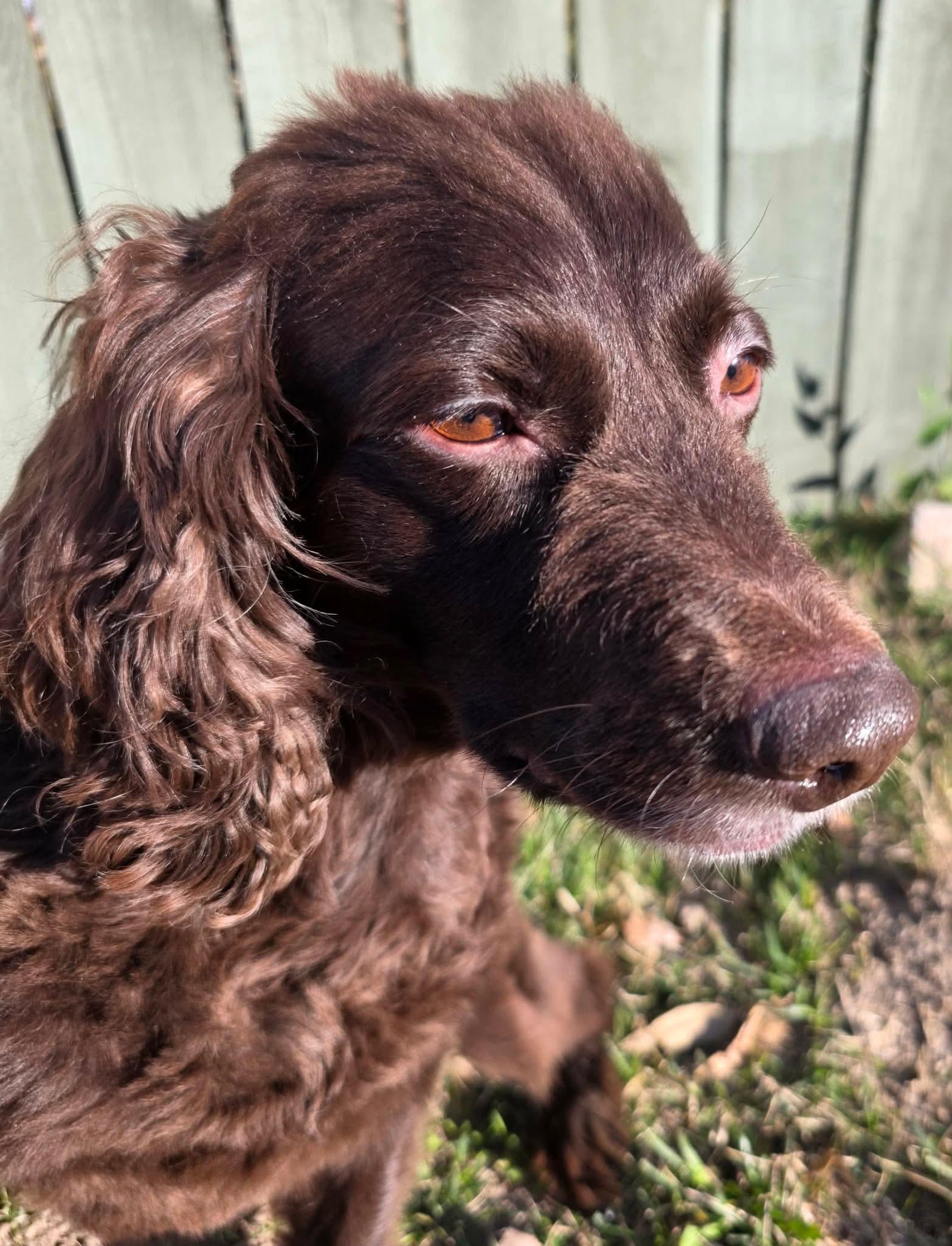 Annabeth. (loves the water), ADOPTABLE, Adult Female Boykin Spaniel.