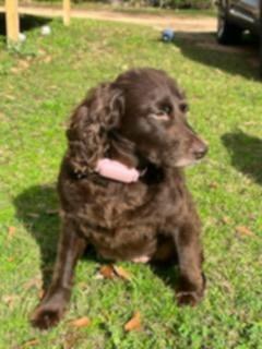 Enlarge Annabeth. (loves the water), a ADOPTABLE Boykin Spaniel in Farmington, CT image 2/6