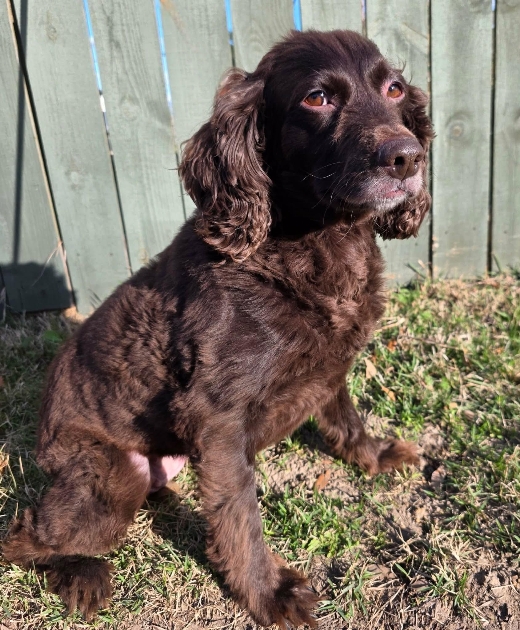 Enlarge Annabeth. (loves the water), a ADOPTABLE Boykin Spaniel in Farmington, CT image 6/6