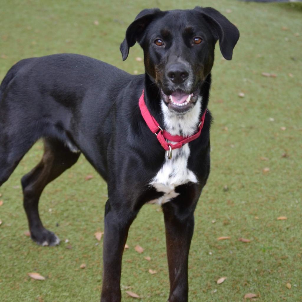 Enlarge Carlisle, a Adoptable mixed breed in Titusville, FL image 1/6