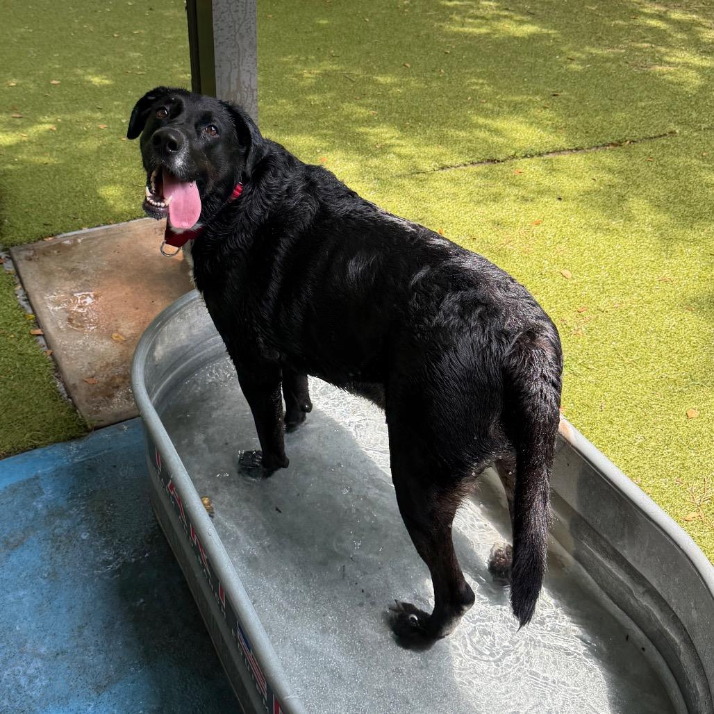 Enlarge Carlisle, a Adoptable mixed breed in Titusville, FL image 2/6