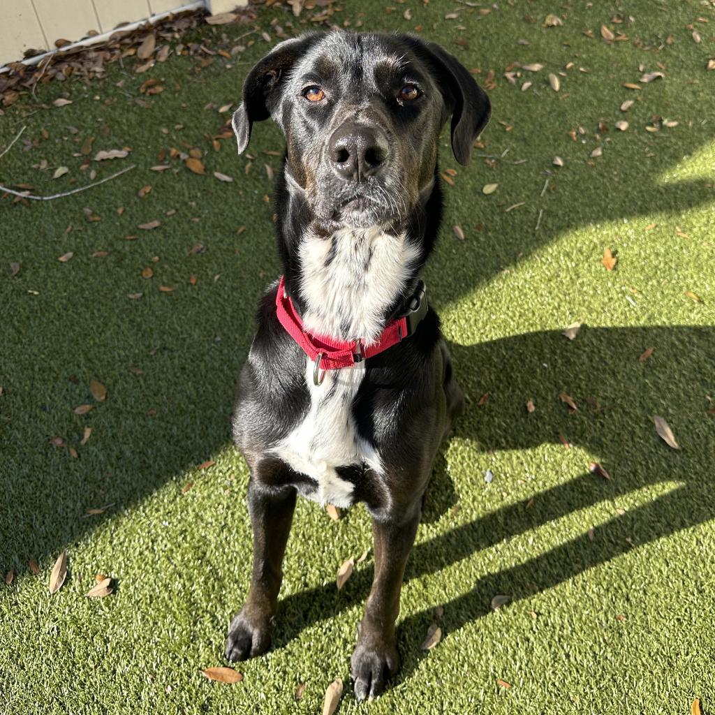Enlarge Carlisle, a Adoptable mixed breed in Titusville, FL image 3/6