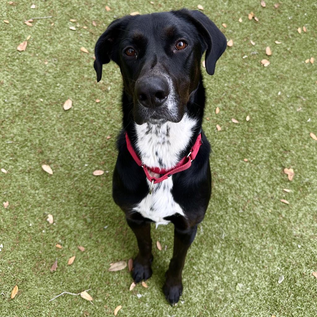 Enlarge Carlisle, a Adoptable mixed breed in Titusville, FL image 2/6