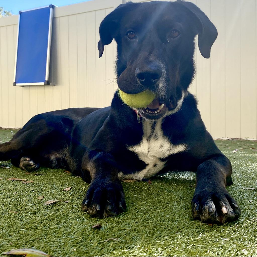 Enlarge Carlisle, a Adoptable mixed breed in Titusville, FL image 3/6