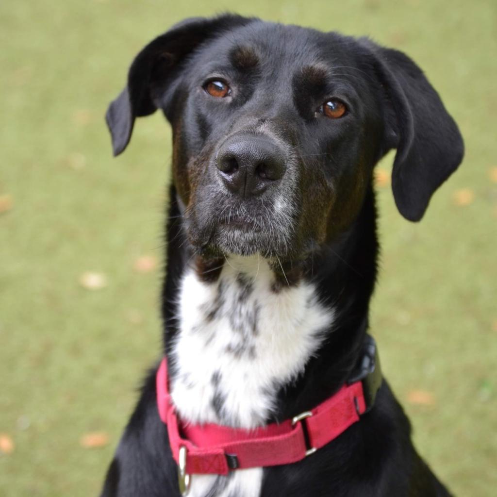Enlarge Carlisle, a Adoptable mixed breed in Titusville, FL image 4/6