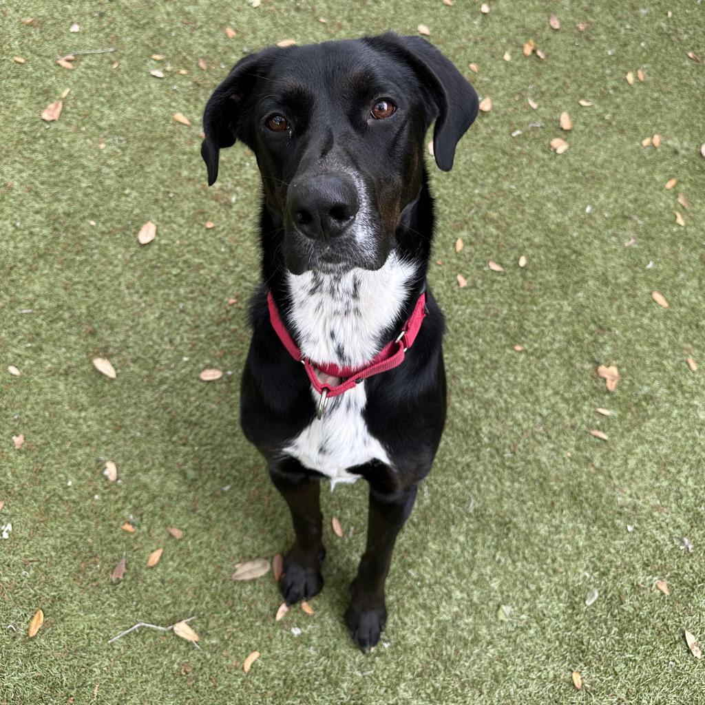 Enlarge Carlisle, a Adoptable mixed breed in Titusville, FL image 5/6