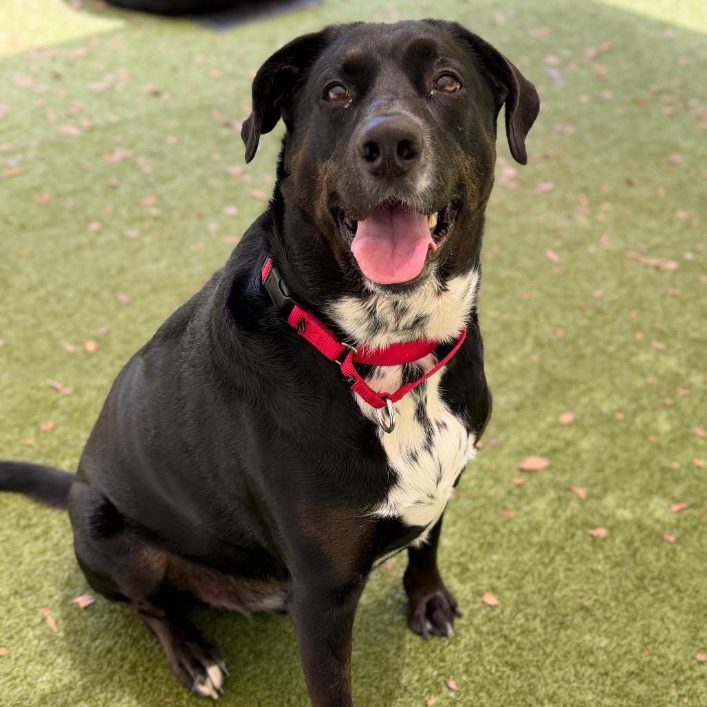 Enlarge Carlisle, a Adoptable mixed breed in Titusville, FL image 6/6