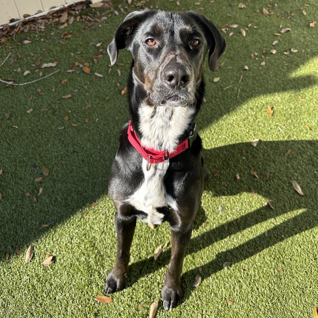 Enlarge Carlisle, a Adoptable mixed breed in Titusville, FL image 6/6