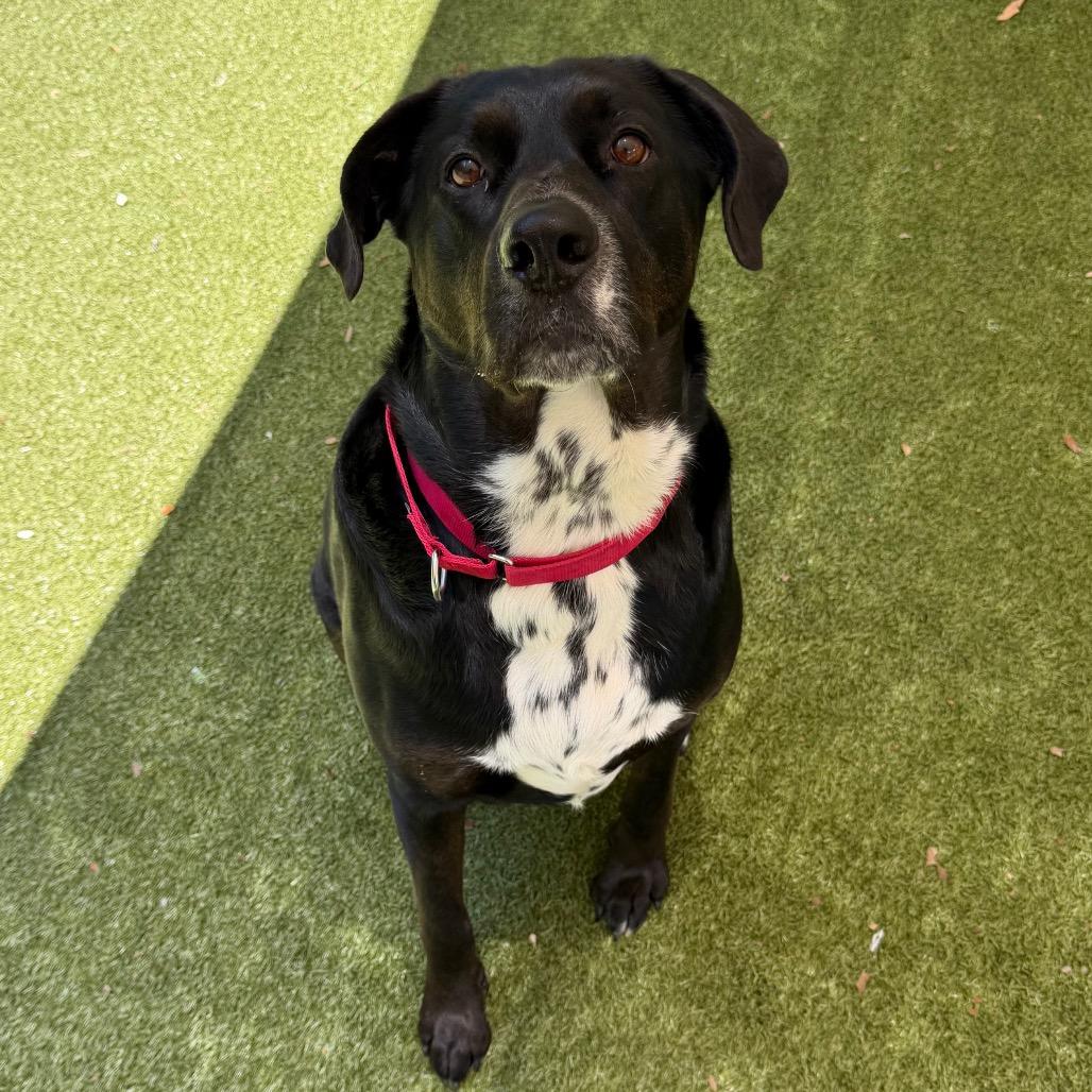 Carlisle, a Adoptable mixed breed in Titusville, FL image 6/6