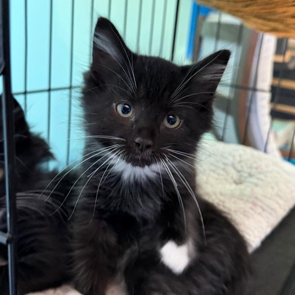 Gemini, Adoptable, Kitten Male Domestic Medium Hair.