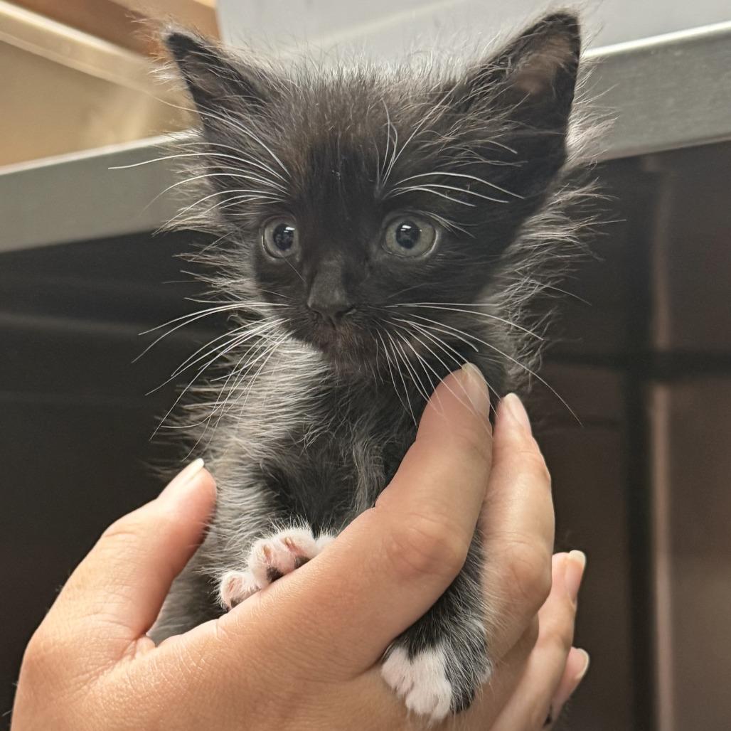 Gemini, a Adoptable Domestic Medium Hair in Marion, VA image 2/4