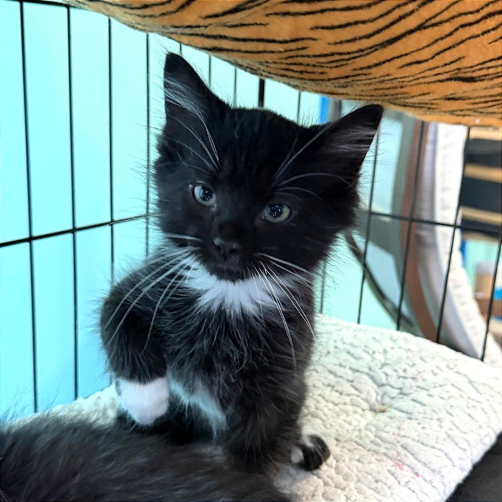 Gemini, a Adoptable Domestic Medium Hair in Marion, VA image 3/4