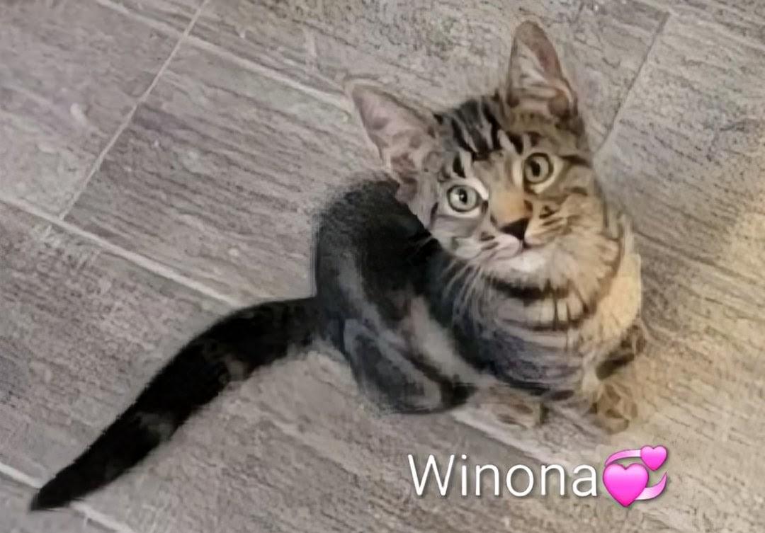 Winona, Adoptable, Kitten Female Domestic Short Hair.