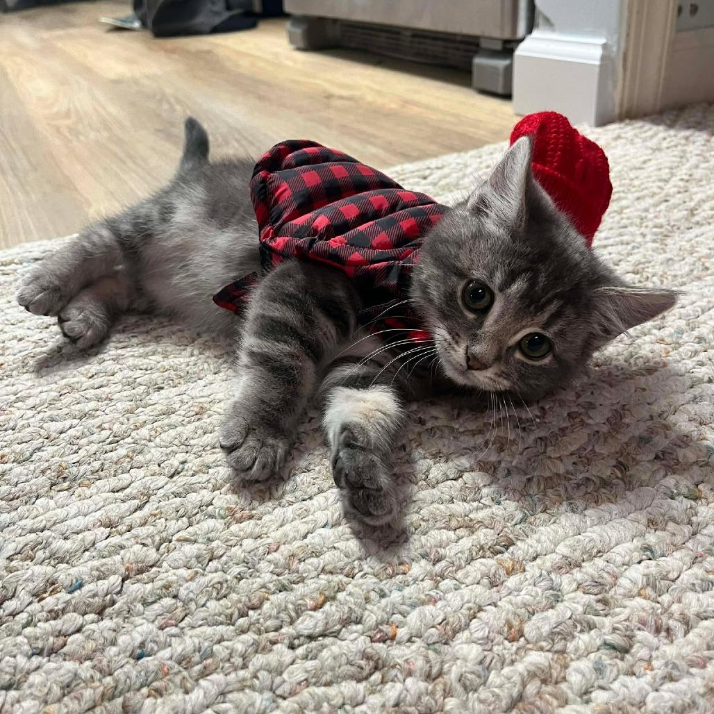 Ashes, Adoptable, Kitten Female Domestic Short Hair.