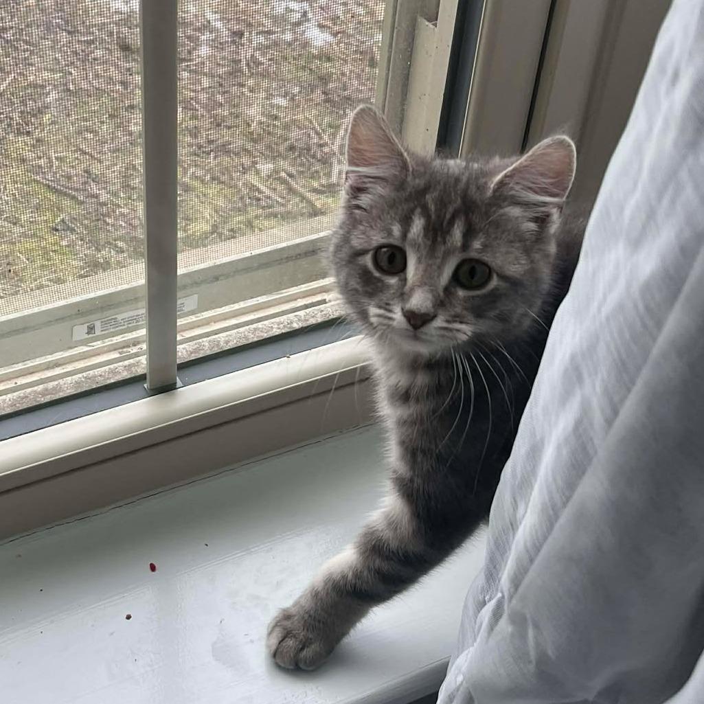 Enlarge Ashes, a Adoptable Domestic Short Hair in Jarrettsville, MD image 2/5