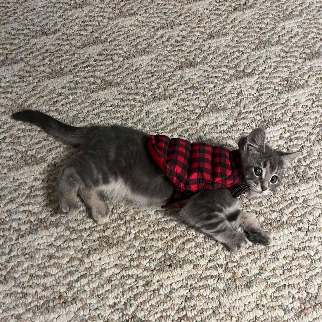 Enlarge Ashes, a Adoptable Domestic Short Hair in Jarrettsville, MD image 3/5