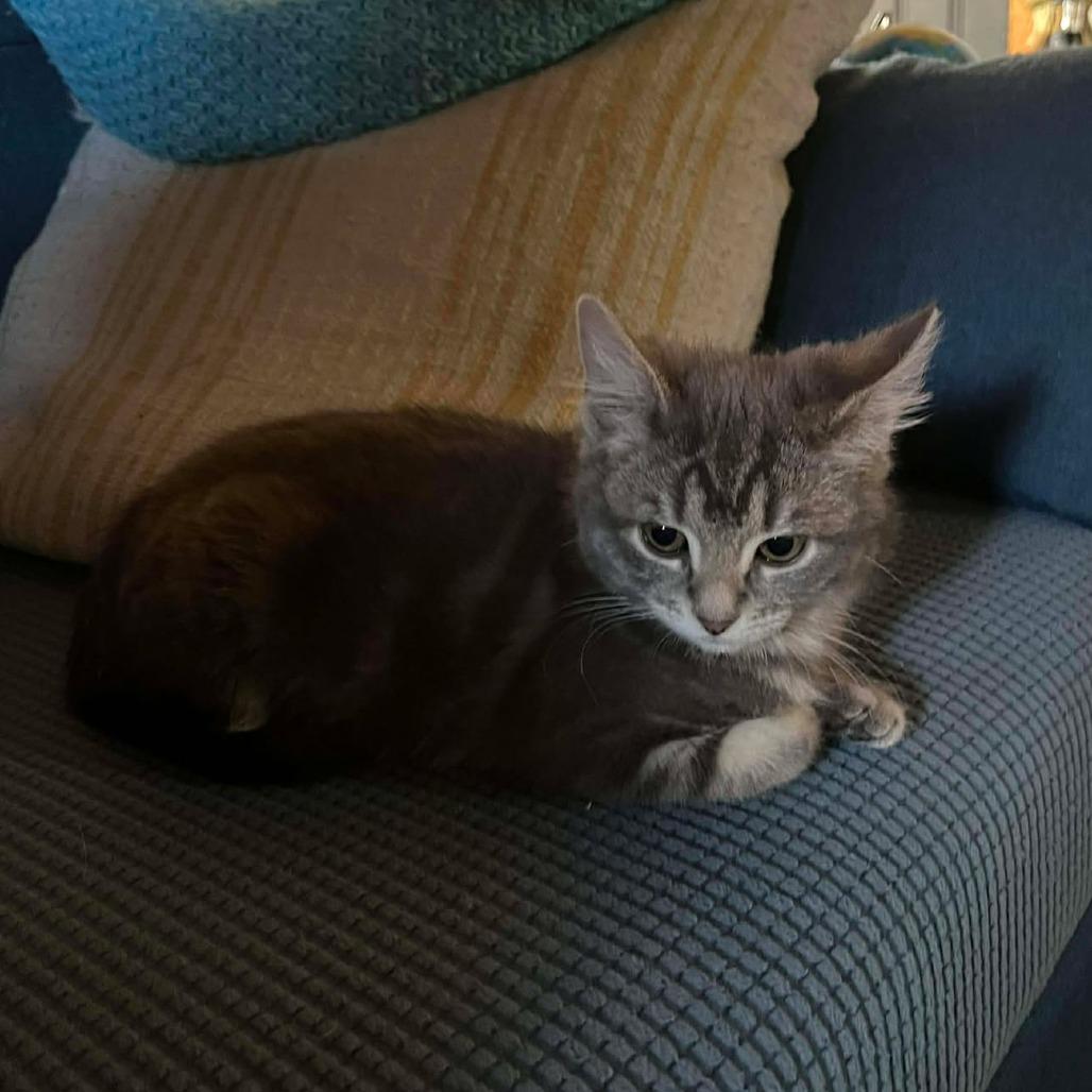 Enlarge Ashes, a Adoptable Domestic Short Hair in Jarrettsville, MD image 4/5