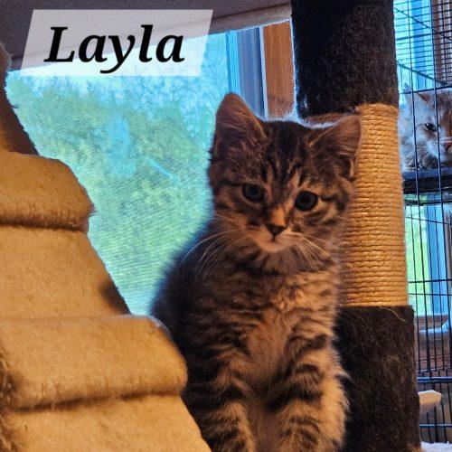 Layla, a Adoptable Domestic Short Hair in Kenosha, WI image 1/3