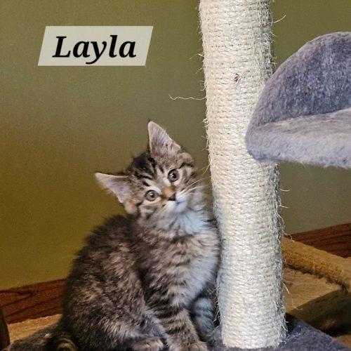 Layla, a Adoptable Domestic Short Hair in Kenosha, WI image 2/3