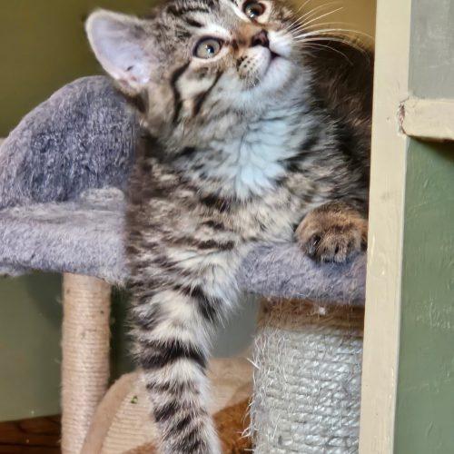 Layla, a Adoptable Domestic Short Hair in Kenosha, WI image 3/3