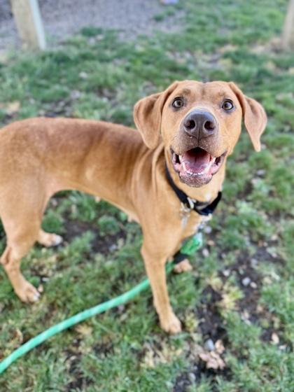 Enlarge Freya, a ADOPTABLE mixed breed in Roseburg, OR image 2/2