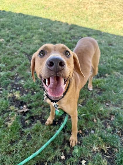 Enlarge Freya, a ADOPTABLE mixed breed in Roseburg, OR image 1/2