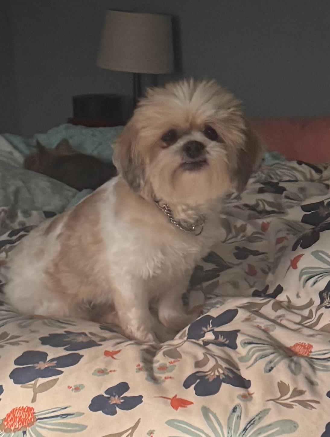 Enlarge Romeo, a Adoptable Shih Tzu in Pottstown, PA image 2/5