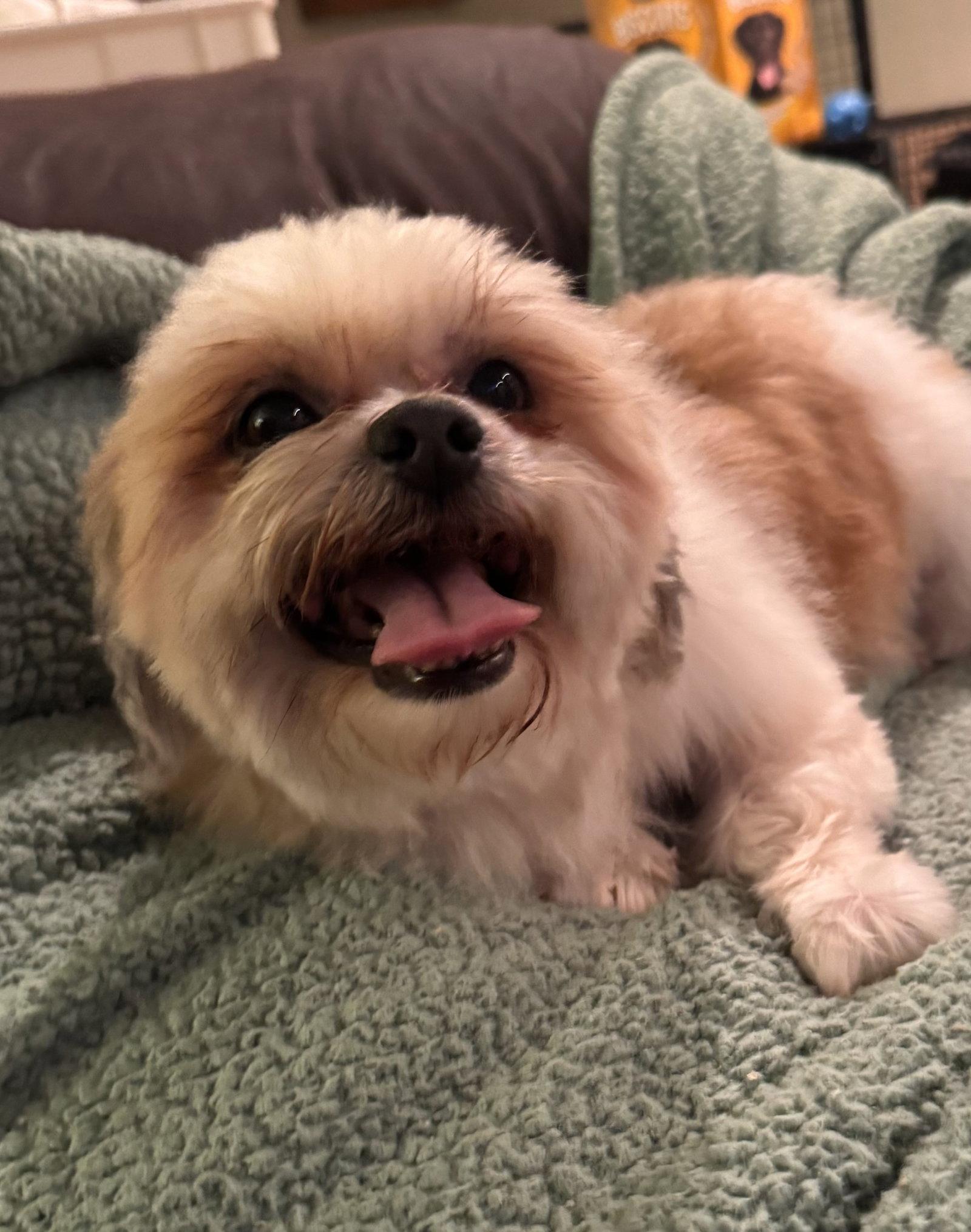 Romeo, a ADOPTABLE Shih Tzu in Pottstown, PA image 3/4