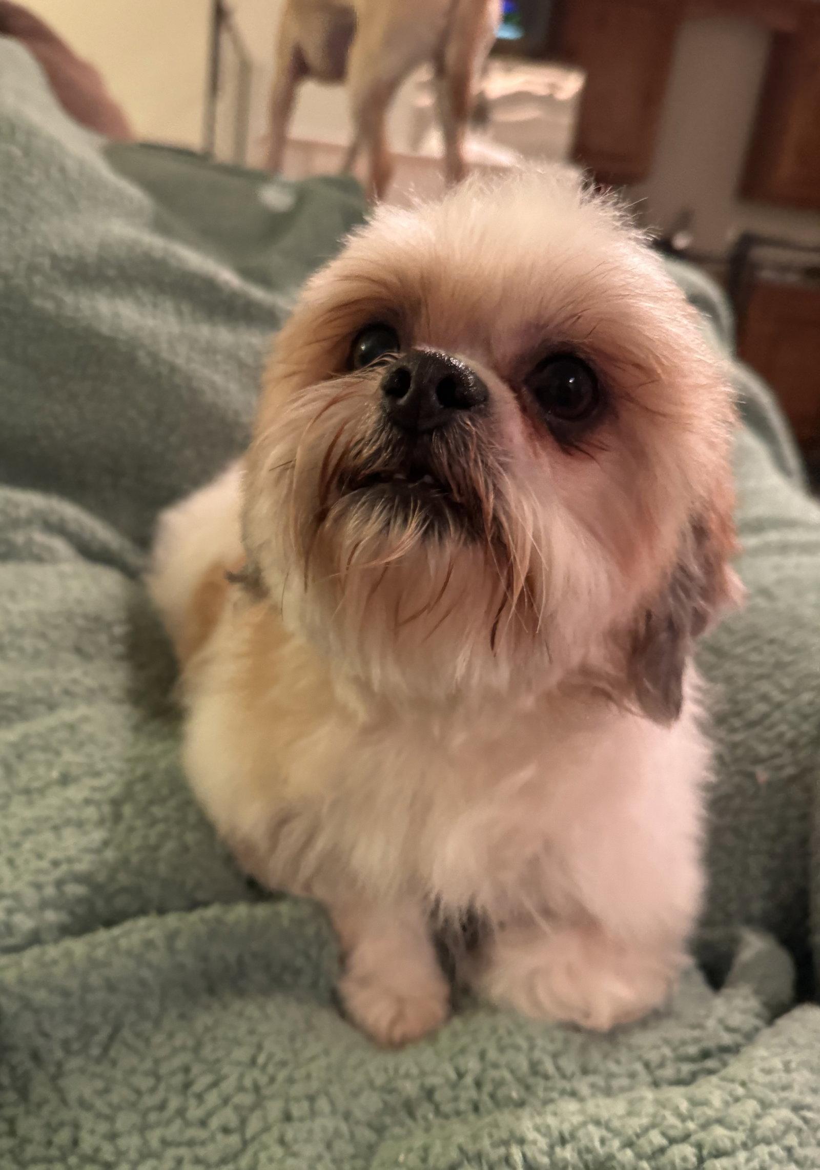 Romeo, a ADOPTABLE Shih Tzu in Pottstown, PA image 2/4