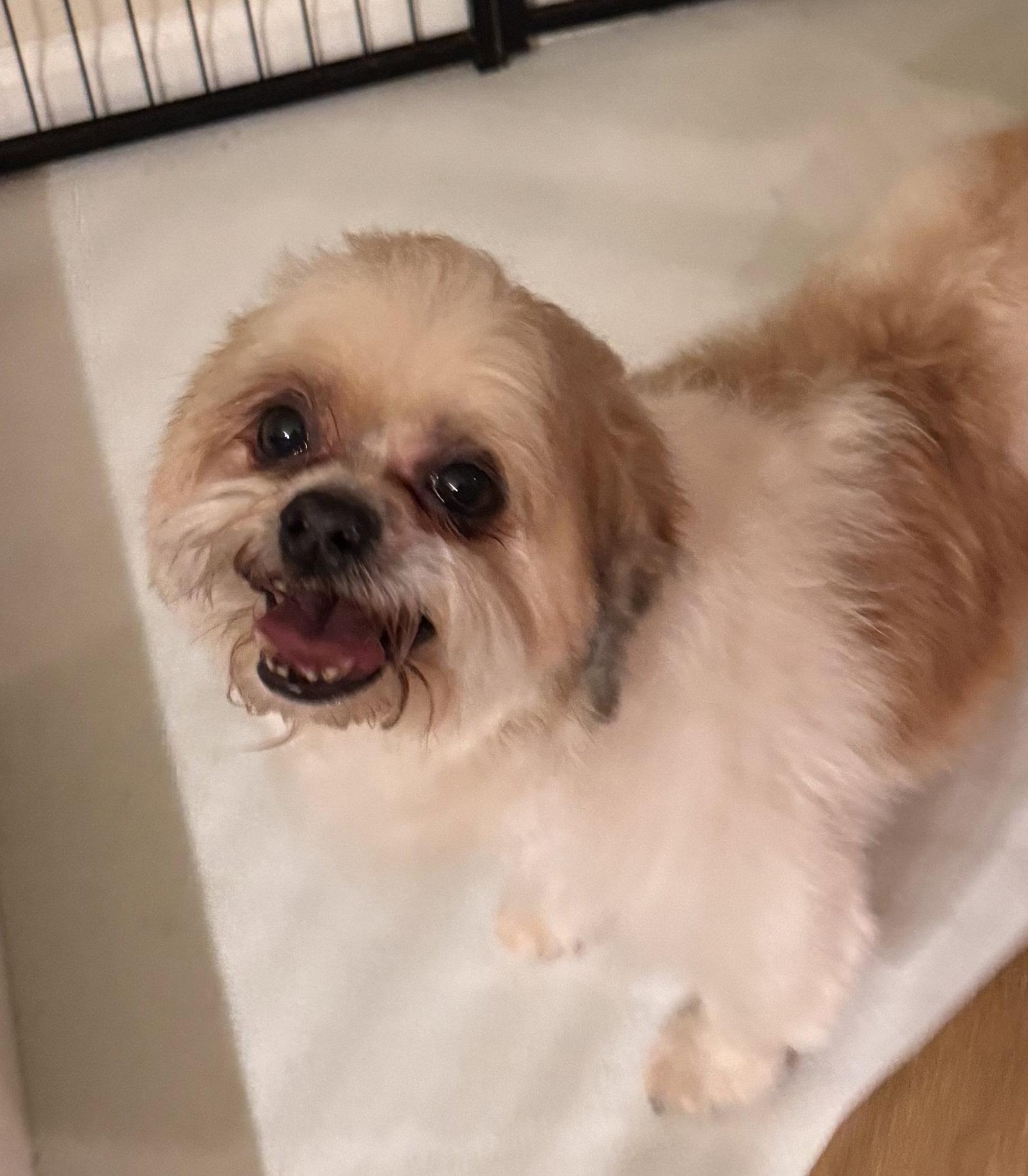 Romeo, a ADOPTABLE Shih Tzu in Pottstown, PA image 4/4