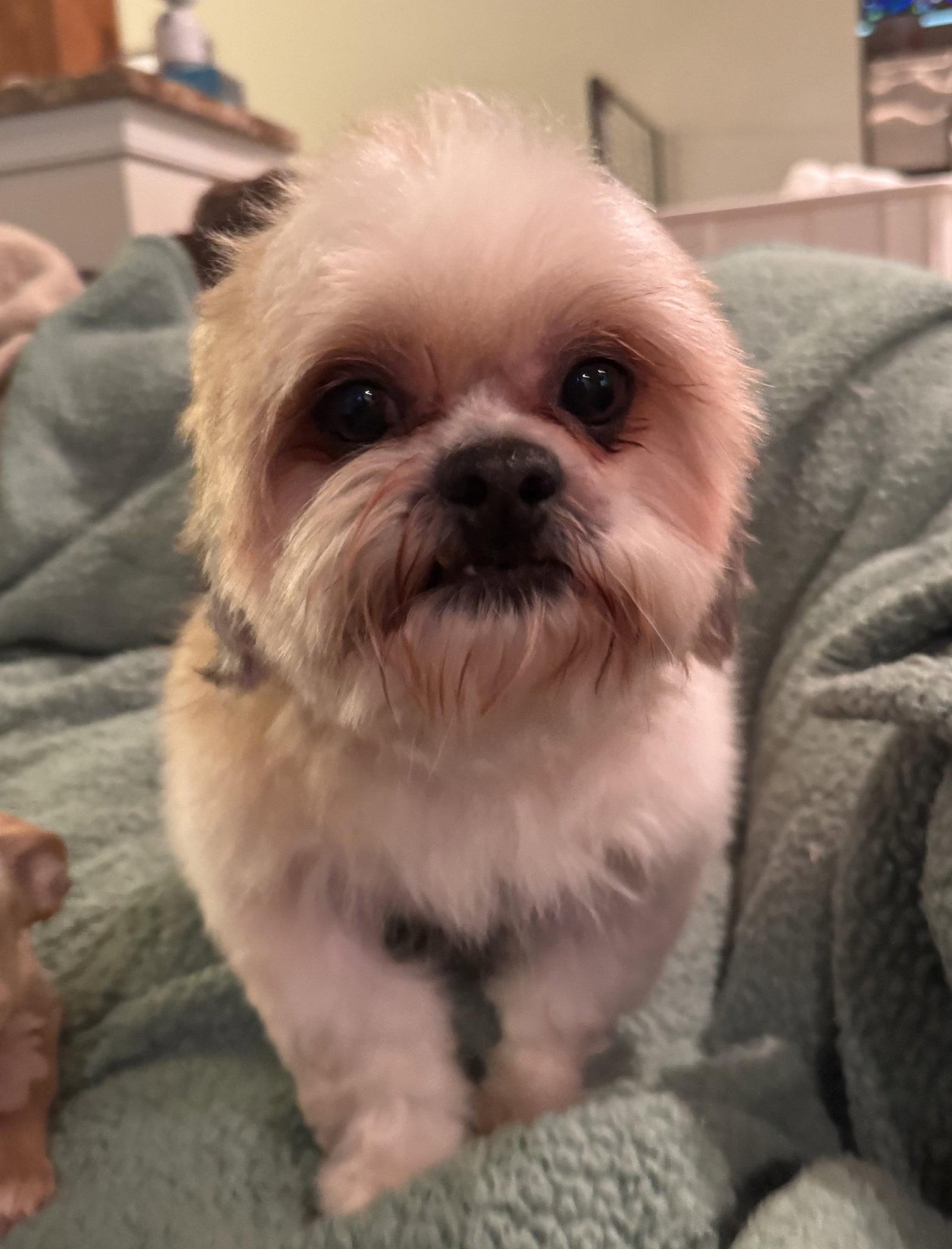 Romeo, ADOPTABLE, Adult Male Shih Tzu.