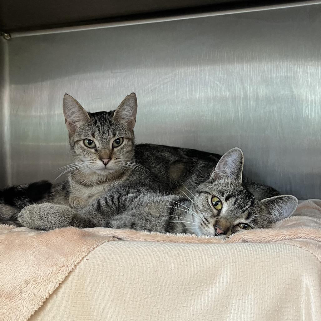 Neutron, Adoptable, Young Female Domestic Short Hair.