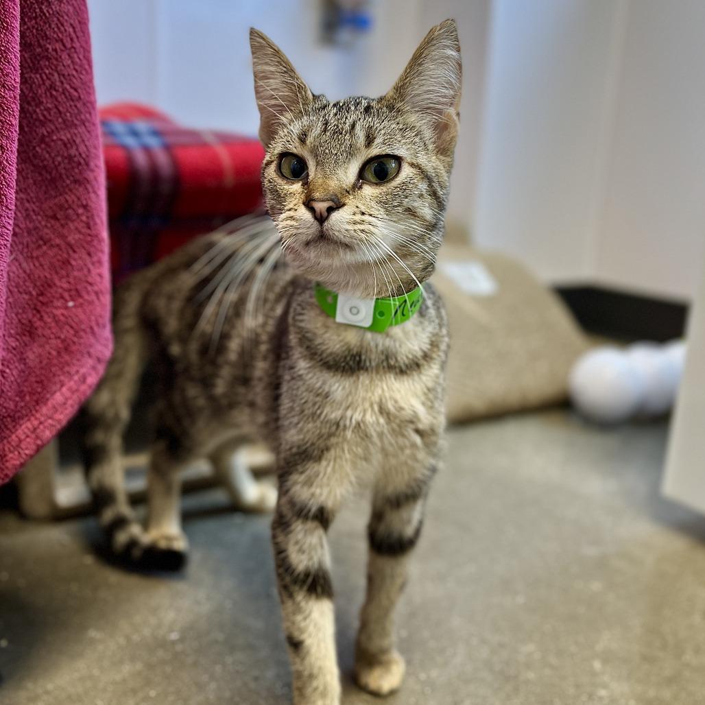 Neutron, a Adoptable Domestic Short Hair in Fort Wayne, IN image 2/3