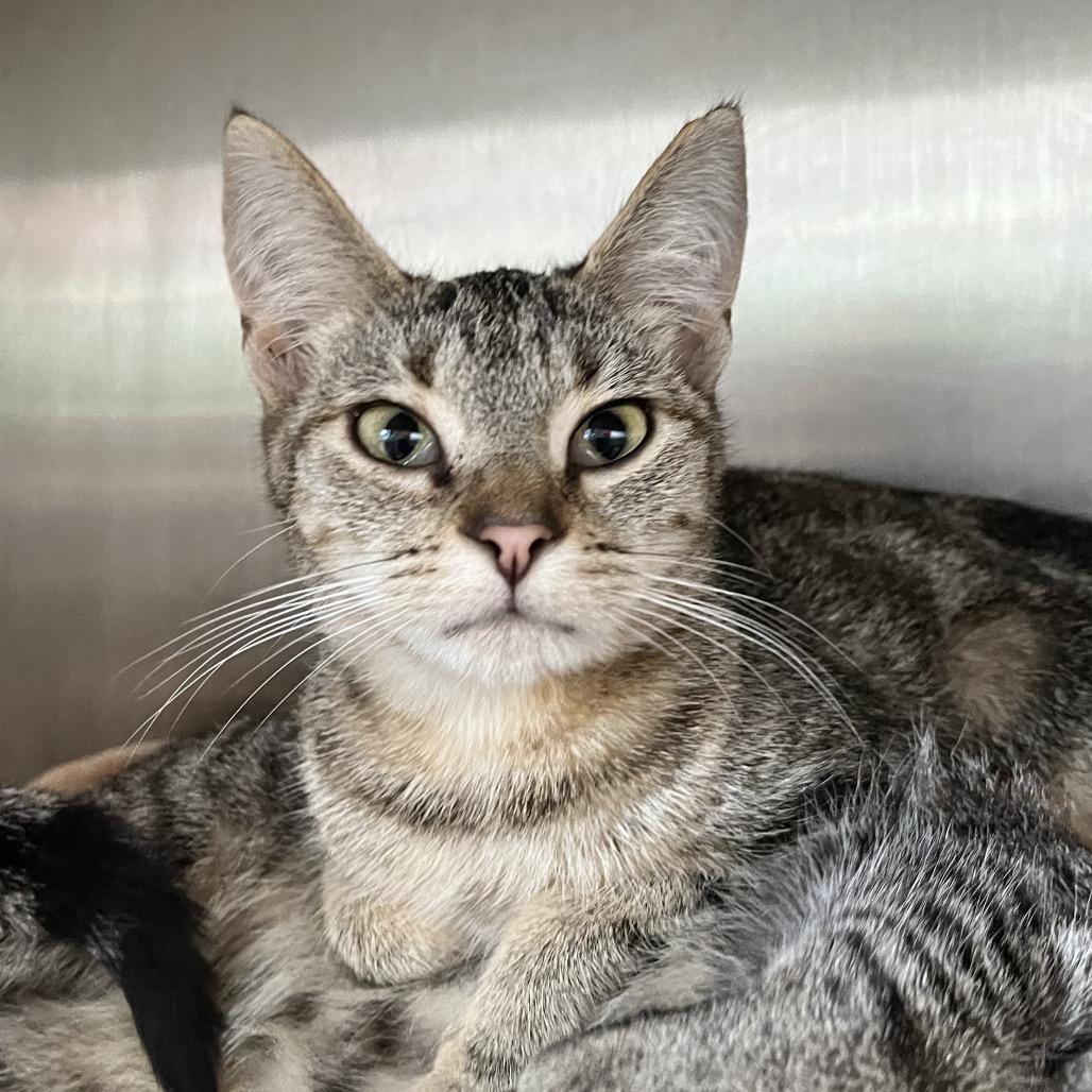 Neutron, a Adoptable Domestic Short Hair in Fort Wayne, IN image 3/3