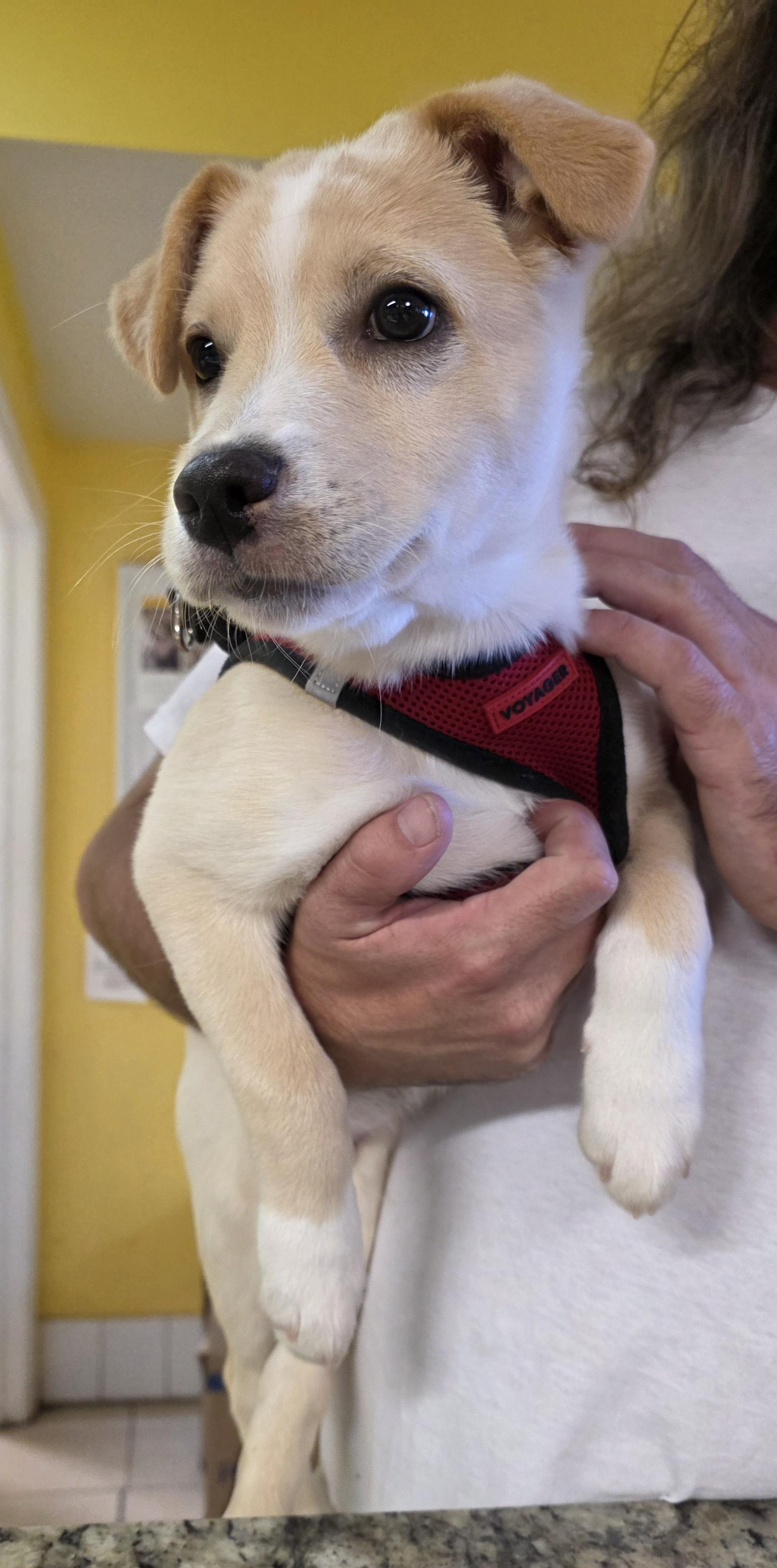 Enlarge August 9347, an adopted mixed breed in Boca Raton, FL image 1/1